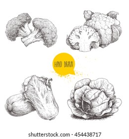 Hand drawn sketch style cabbages set. Cabbage with big leafs, cauliflowers, broccoli and chinese cabbage pe-tsai.