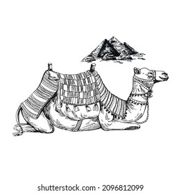 Hand drawn sketch style camel. Vector illustration isolated on white background.