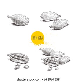 Hand drawn sketch style cardamom set. Herbs, spices and condiment collection. Vector illustrations isolated on white background.