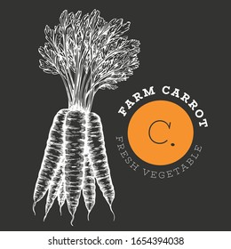 Hand drawn sketch style carrot. Organic fresh food vector illustration isolated on chalk board. Retro vegetable root illustration. Engraved style botanical picture.