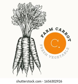 Hand drawn sketch style carrot. Organic fresh food vector illustration isolated on white background. Vintage vegetable root illustration. Engraved style botanical picture.