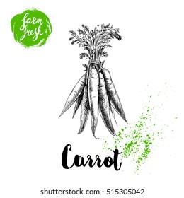 Hand drawn sketch style carrot bunch with leafs poster. Vintage looking root isolated on white background. Vector farm fresh market vegetables illustration.