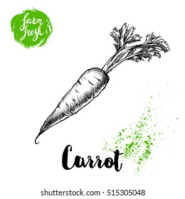 Hand drawn sketch style carrot with leafs poster. Vintage looking root isolated on white background. Vector vegetables illustration.