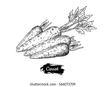 Hand drawn sketch style carrot. Eco food farm fresh. Vector organic food vintage illustration.