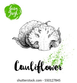 Hand drawn sketch style cauliflower composition. Farm fresh food illustration isolated on white background.