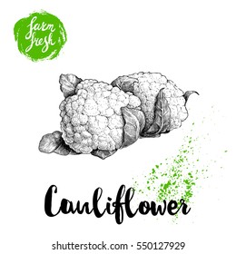 Hand drawn sketch style cauliflowers. Farm fresh food illustration isolated on white background.