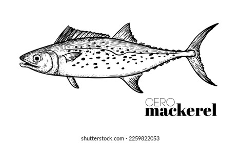 Hand drawn sketch style Cero Mackerel. Fish restaurant menu element. Best for seafood market designs. Vector illustration.