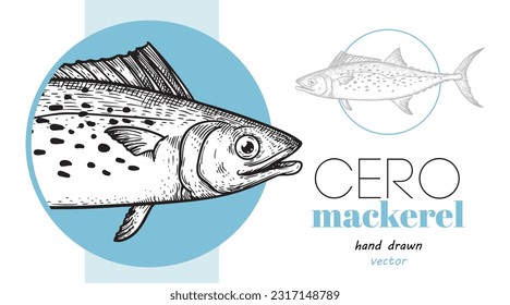 Hand drawn sketch style Cero Mackerel design template. Fish restaurant menu element. Best for seafood market designs. Vector illustration.