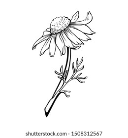 Hand drawn sketch style Chamomile flower.Floral decorative element.