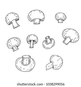 Hand drawn sketch style Champignon mushrooms.Vector illustration isolated on white background
