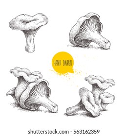 Hand drawn sketch style chanterelle mushroom setisolated on white background. Healthy natural forest food collection. Vector illustration.