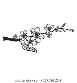 Hand drawn sketch style cherry blossom. Spring flower illustration. Best for greeting cards, invitations designs. Vector drawing.