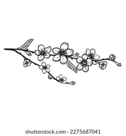 Hand drawn sketch style cherry blossom. Spring flower illustration. Best for greeting cards, invitations designs. Vector drawing.