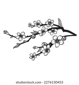 Hand drawn sketch style cherry blossom. Spring flower illustration. Best for greeting cards, invitations designs. Vector drawing.