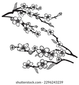 Hand drawn sketch style cherry blossom set. Spring flower illustration. Best for greeting cards, invitations designs. Vector drawing.