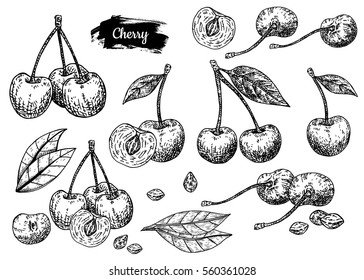 Hand drawn sketch style cherry set. Eco food farm fresh. Vector organic food illustration.