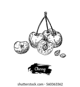 Hand drawn sketch style cherry. Eco food farm fresh. Vector organic food illustration.