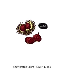 Hand drawn sketch style chestnut. Color illustration. 