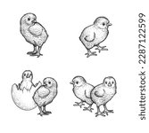 Hand drawn sketch style chicken set. Collection of cute baby chick drawings. Easter baby bird in engraved retro style. Vector illustrations.
