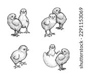 Hand drawn sketch style chicken set. Collection of cute baby chick drawings. Little lovely feathered baby bird in engraved retro style. Vector illustrations.
