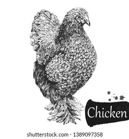 Hand drawn sketch style chicken isolated on white background. Vector illustration.