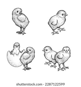 Hand drawn sketch style chicken set. Collection of cute baby chick drawings. Easter baby bird in engraved retro style. Vector illustrations.