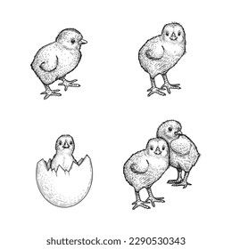 Hand drawn sketch style chicken set. Collection of cute baby chick drawings. Little lovely feathered baby bird in engraved retro style. Vector illustrations.