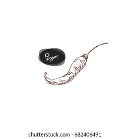 Hand drawn sketch style chilli pepper. Vector illustration.