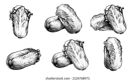 Handgezeichnete Skizze-Kohl-Set. Pe-tsai. Öko-Illustrationen für Bio-Lebensmittel im Retro-Vintage-Stil. Kollektion von Vektorgrafiken einzeln auf Weiß.