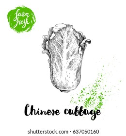 Hand drawn sketch style chinese cabbage poster. Vintage looking vegetable isolated on white background. Vector farm fresh illustration.