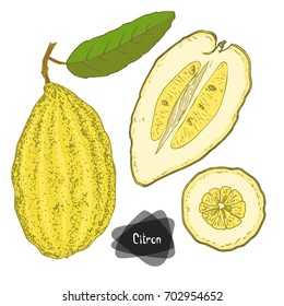 Hand drawn sketch style citron set on white background. Citron with leaf, half and sliced citron. Color illustration. 