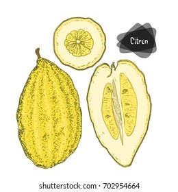 Hand drawn sketch style citron set on white background. Color illustration. 