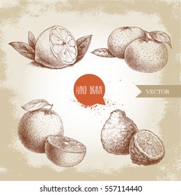 Hand drawn sketch style citrus fruits set. Lemon half, lime, tangerine, mandarine, oranges and bergamots. Vector organic food illustrations.