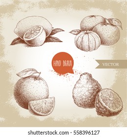 Hand drawn sketch style citrus fruits set. Lemon half, lime, tangerine, mandarin composition, oranges and bergamots. Vector organic food illustrations.