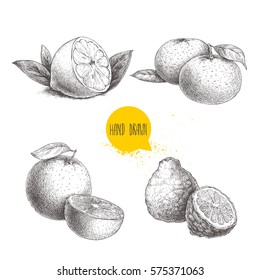 Hand drawn sketch style citrus fruits set. Lemon half, lime, tangerine, mandarine, oranges and bergamots. Vector organic food illustrations.