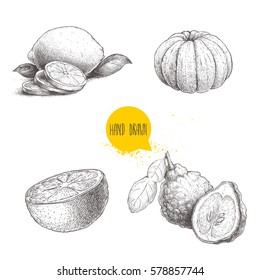 Hand drawn sketch style citrus fruits set. Lemon half, lime, peeled tangerine, mandarin, oranges and bergamots. Vector organic food illustrations isolated on white background.