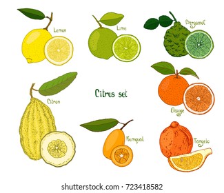 Hand drawn sketch style citrus set on white background. Lemon, lime, bergamot, citron, kumquat, orange, tangelo. Color illustration.