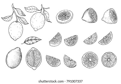 Hand drawn sketch style citrus fruits set. Lemon half, lime, tangerine, mandarin part, oranges and bergamots isolated on white background. Vector organic food illustrations.