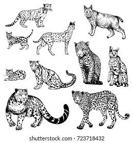 Hand drawn sketch style clouded leopard, bengal cat, leopard, serval, lynx and snow leopard. Vector illustration isolated on white background.