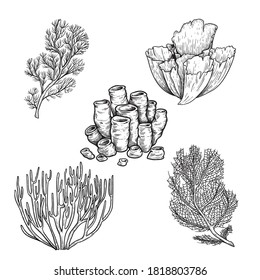 Hand drawn sketch style corals set. Black line engraved style. Vintage looking underwater icons. Vector illustrations isolated on white background.
