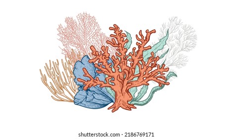 Hand drawn sketch style corals and seaweed. Underwater Botanical Illustration. Collection of sea plants. Colorful marine plants vector illustration.