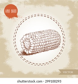 Hand drawn sketch style corn vegetable. Corncob with leafs. Organic cereal vector illustration. Sweetcorn food.