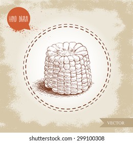 Hand drawn sketch style corn vegetable. Corncob with leafs. Organic cereal vector illustration. Sweetcorn food.