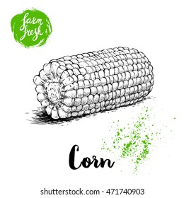 Hand drawn sketch style corn vegetable. Boiled farm fresh sweet corn. Organic cereal vector illustration. Sweetcorn food.