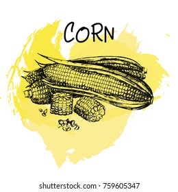 Hand drawn sketch style corn. Vector illustration.