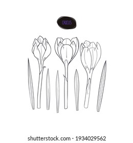 Hand drawn sketch style crocus set. Flowers and leaves. Color illustration.