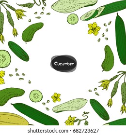 Hand drawn sketch style cucumber set on white background. Color illustration.