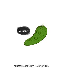 Hand drawn sketch style cucumber on white background. Color illustration.