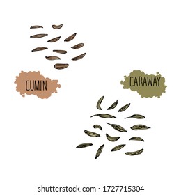 Hand drawn sketch style cumin and caraway. Color illustration. 