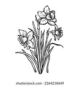 Hand drawn sketch style daffodil or narcissus flowers bouquet. Floral spring botanical collection. Vector illustration isolated on white background.